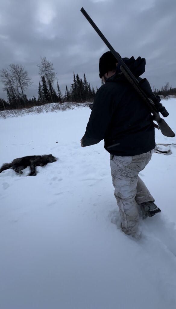 Walking up on black wolf in snow Northern Ontario